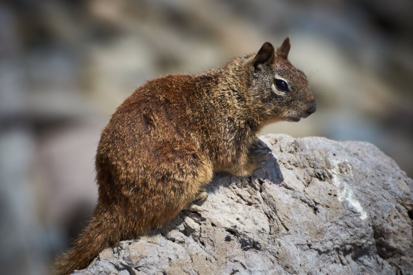 Tokina AT-X SD 150-500mm f/5.6 on A3000 | DPReview Forums