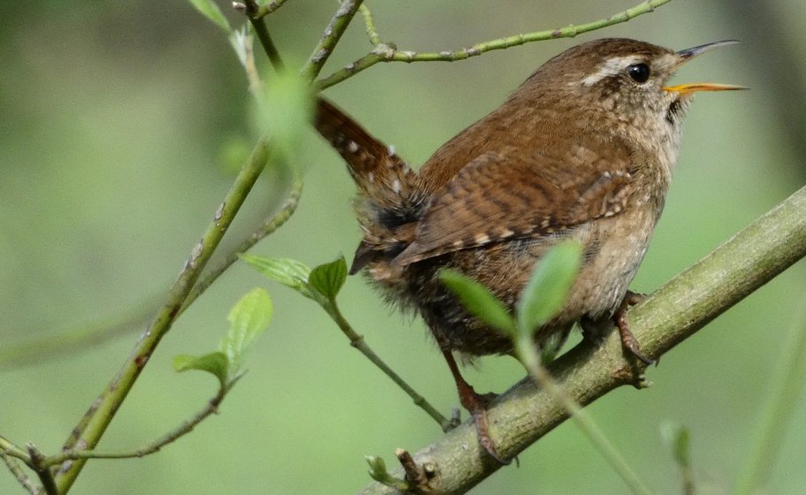 Ronomy Birding with the FZ82 | DPReview Forums