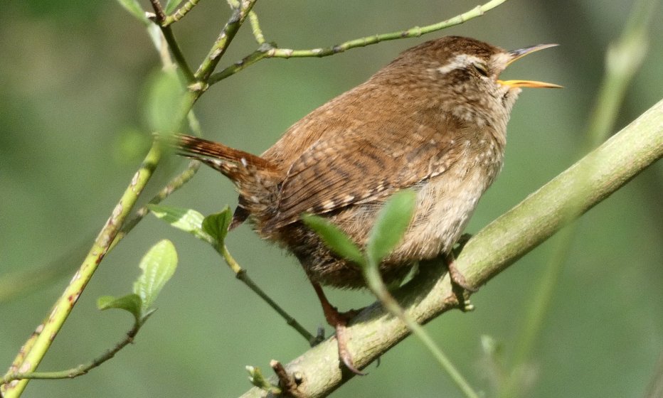Ronomy Birding with the FZ82 | DPReview Forums