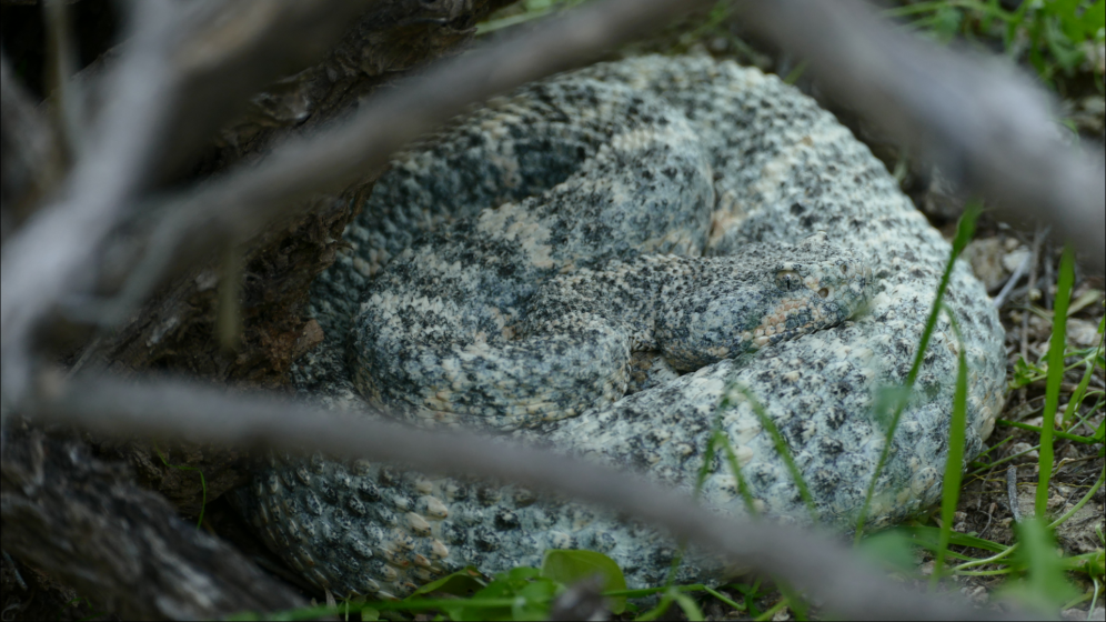 Phoenix Raccoons Phoenix area rattlesnake FZ1000 | DPReview Forums