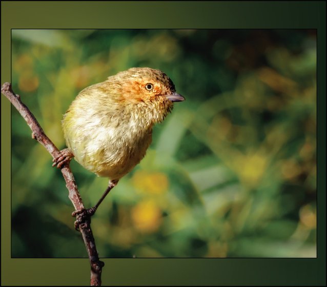 How to make my bird images pop? | DPReview Forums