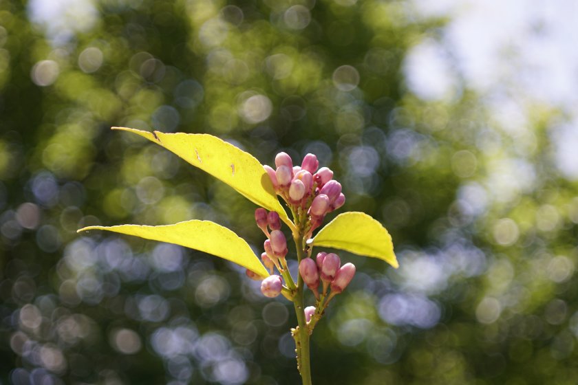 Canon FL 50mm f3.5 MACRO | DPReview Forums