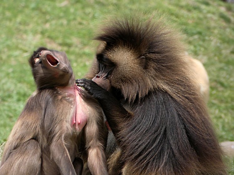 Wolves Baboons Baboons, Bald Eagle, Wolves..Male Cardinal.... | DPReview Forums
