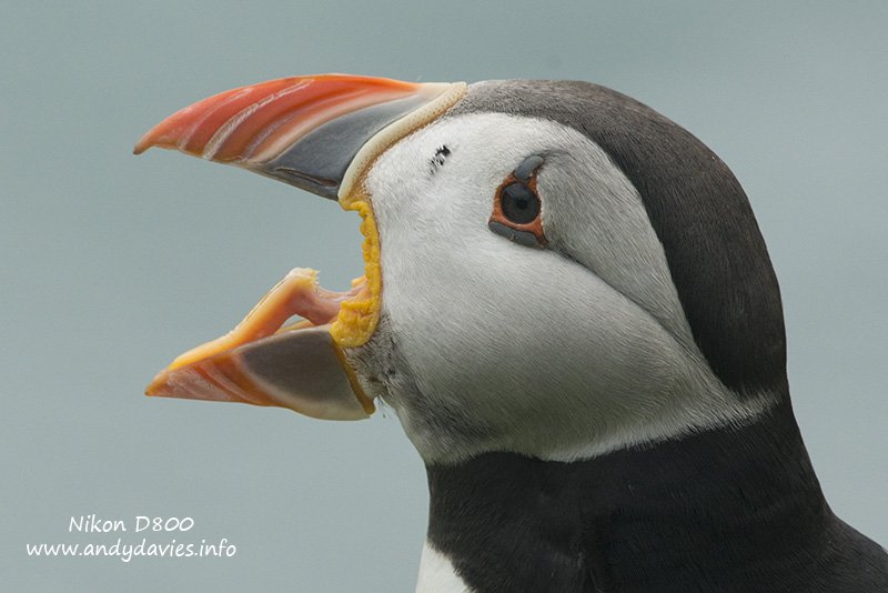 How do puffins catch more than one fish at a time? | DPReview Forums
