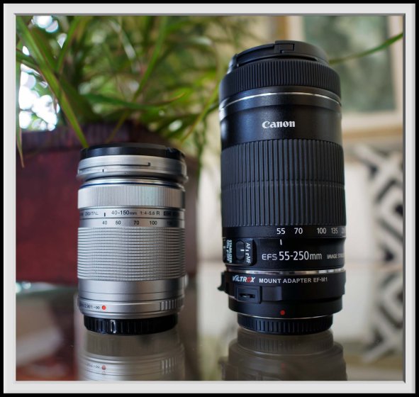 Going Canon (55-250, via Viltrox EF-M1) | DPReview Forums