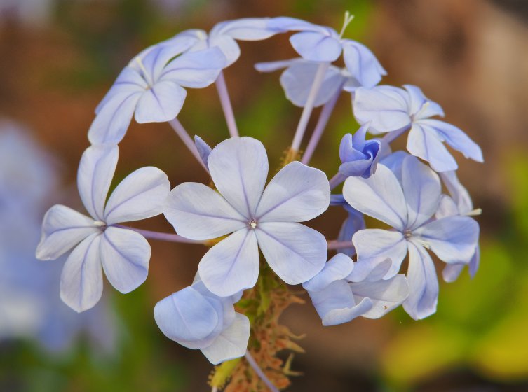 Voigtländer Super-Dynarex 135mm f/4 | DPReview Forums