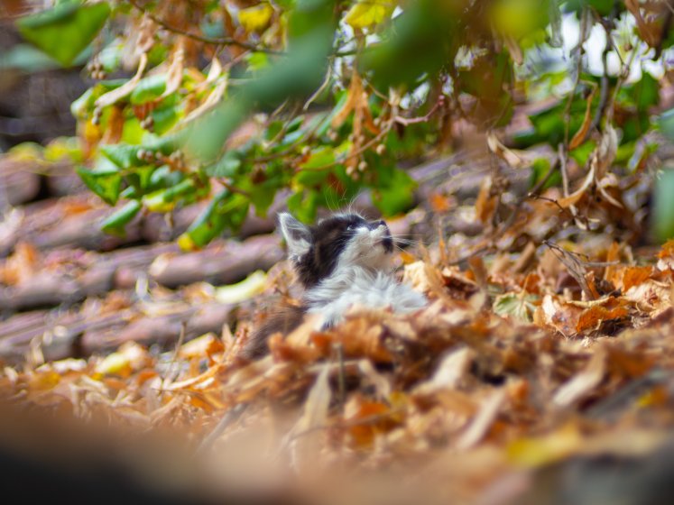 Elicar V-HQ MACRO MC 90mm f/2.5 | DPReview Forums