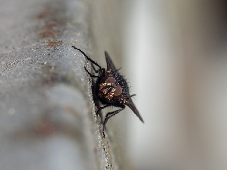 Elicar V-HQ MACRO MC 90mm f/2.5 | DPReview Forums