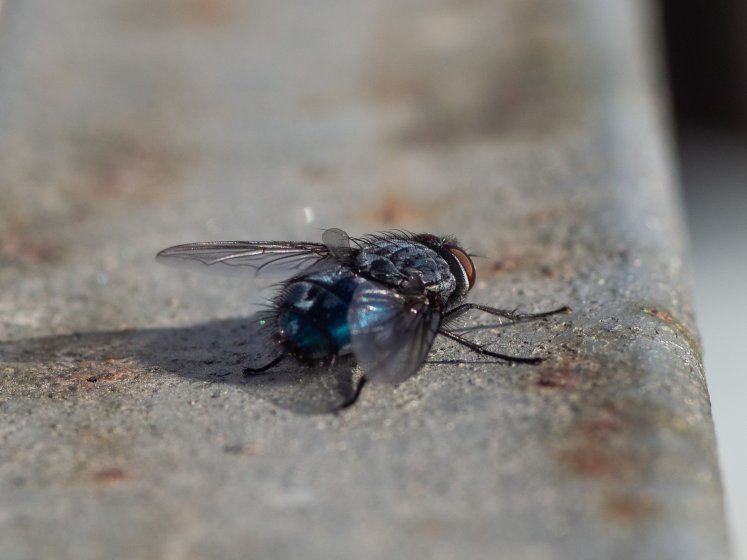 Elicar V-HQ MACRO MC 90mm f/2.5 | DPReview Forums