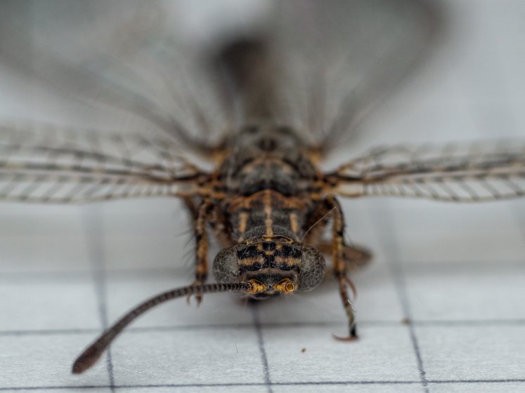 Elicar V-HQ MACRO MC 90mm f/2.5 | DPReview Forums