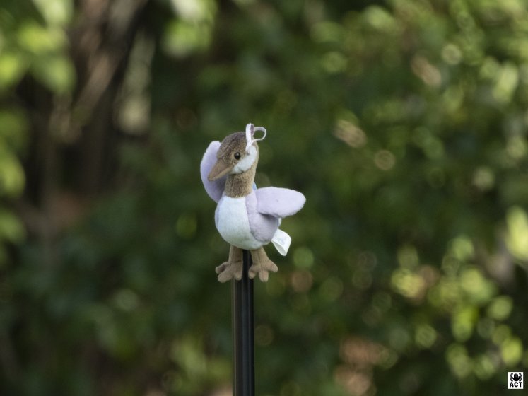 P1000 bokeh vs. VR (experiment results) | DPReview Forums