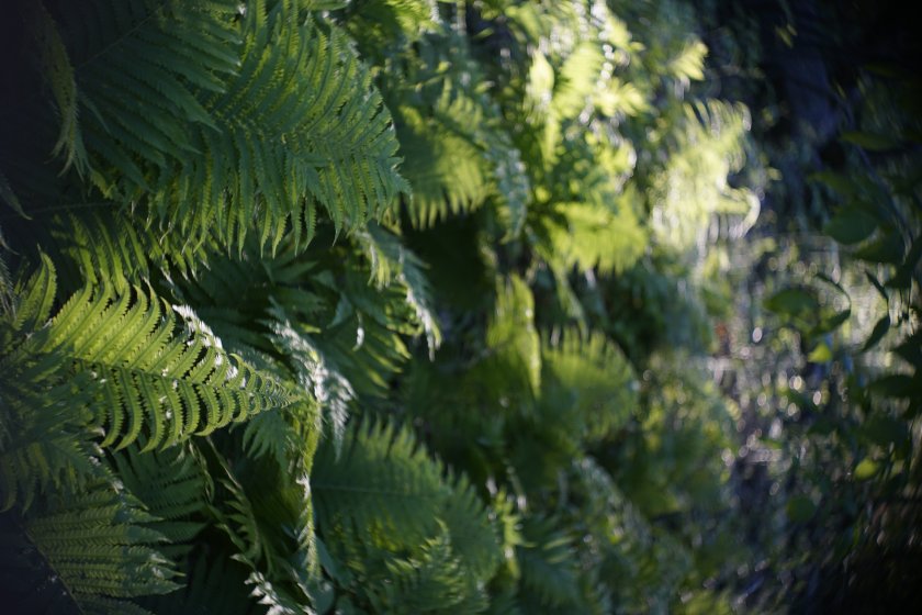 Arkive CK's Lens Post: E. Ludwig Meritar 50mm f/2.9 | DPReview Forums