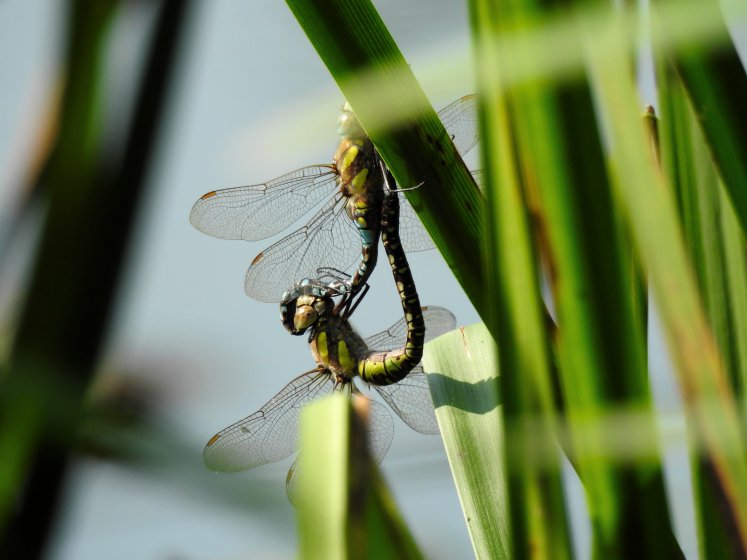 dragonfly nikon p1000 macro photography