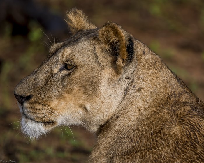 Brad Hill's recent thoughts on the Nikon 180-400 f4E TC lens