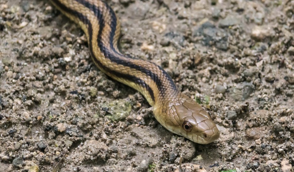 Florida snake - got to get a snake identification book! | DPReview Forums