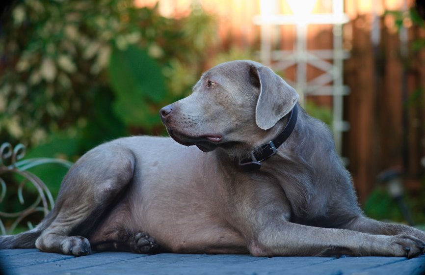 レンズ(単焦点) topcon RE auto TOPCOR 200mm f5.6 RE Topcor 200mm f5.6 | DPReview Forums