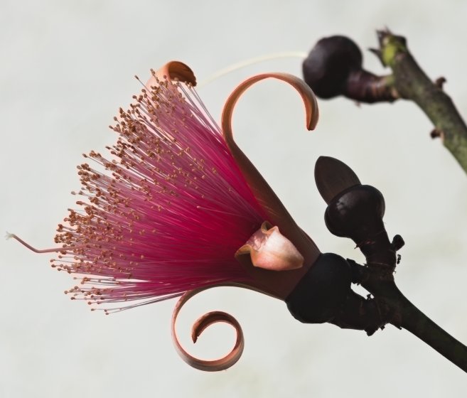 RE Topcor 200mm f5.6 | DPReview Forums