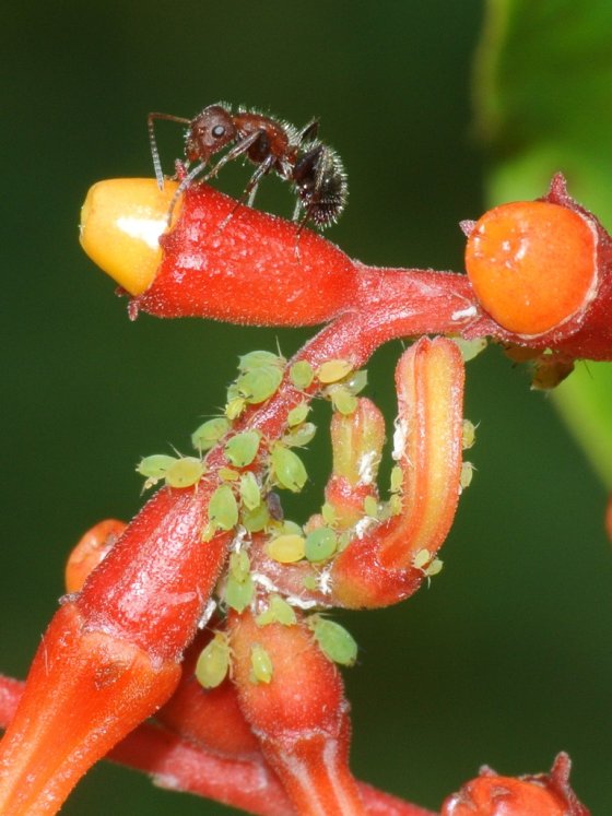 Shoot Insect Best time to shoot insects? | DPReview Forums