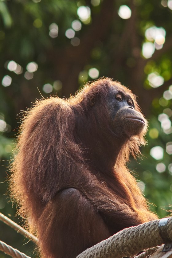 A day at the zoo with the Super Takumar 300mm f4 | DPReview Forums