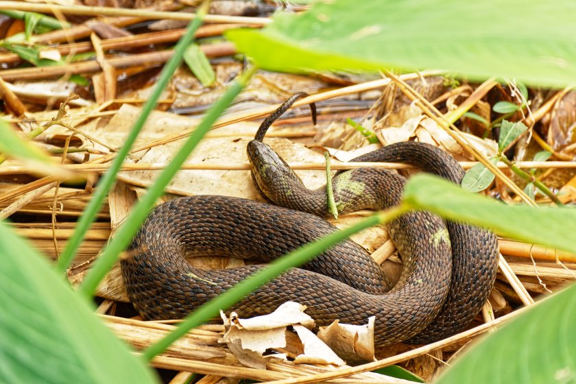 Identify this snake | DPReview Forums