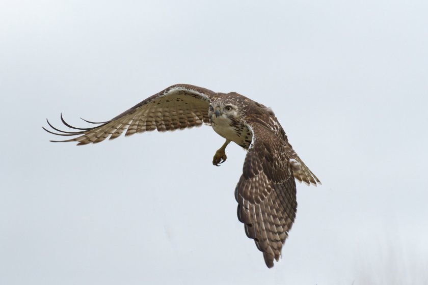 Approaching Hawk Juvenile Red Tailed Hawk on takeoff and approach. | DPReview Forums