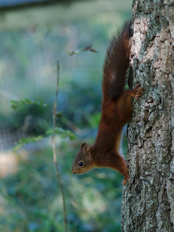 Using the 75mm prime ...for what type of images? | DPReview Forums