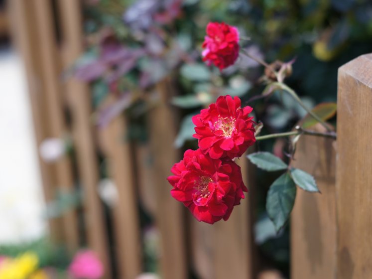 Voigtlander COLOR-SKOPAR X 1:2.8/50 lens | DPReview Forums