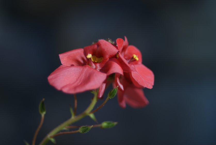 Sigma 28-80mm F3.5-5.6 II Macro | DPReview Forums