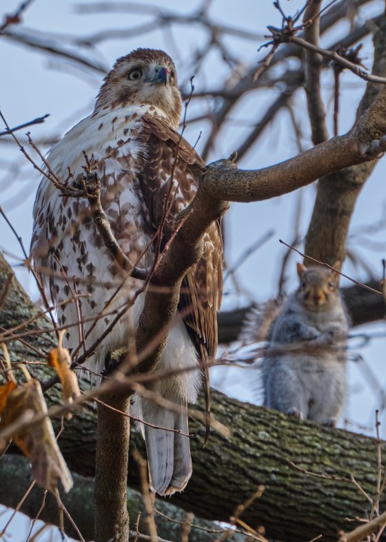 XT-3 with 70-300 and 1.4x TC for Birding in NYC | DPReview Forums