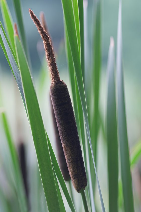 Return of the Cattails | DPReview Forums