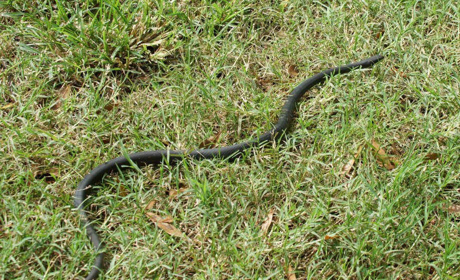Had the Opportunity to Save a Snake From Certain Death | DPReview Forums