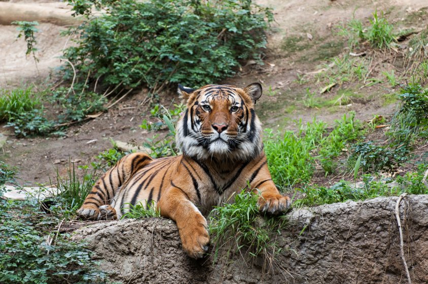 Your choice for Nikon F-Mount Zoo Lenses? | Page 2 | DPReview Forums