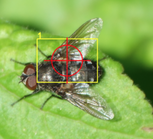 Insect Forum Insect Detection Issue | DPReview Forums