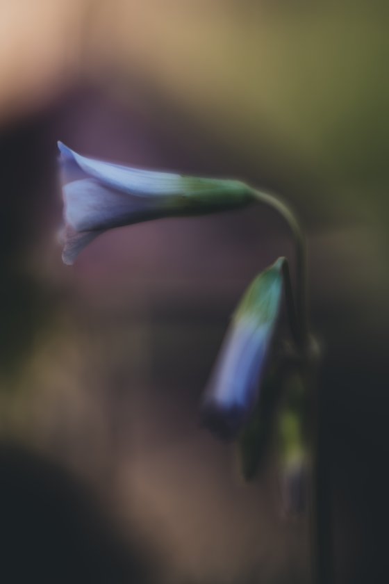 Steinheil Munchen Auto Quinon 55/1.9 | DPReview Forums