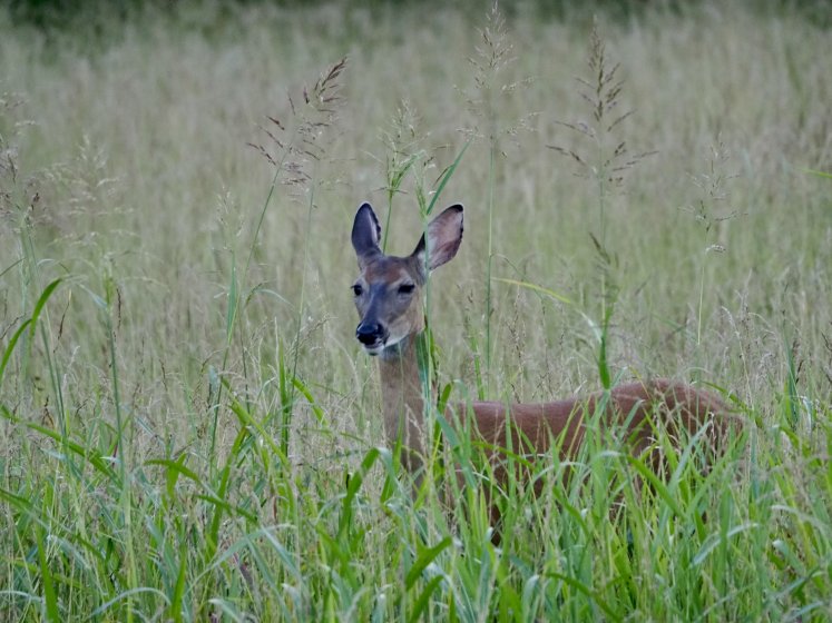 Question about Cluster Autofocus | DPReview Forums