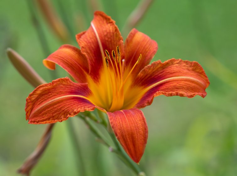 Z5 v z6 Flower photography | DPReview Forums
