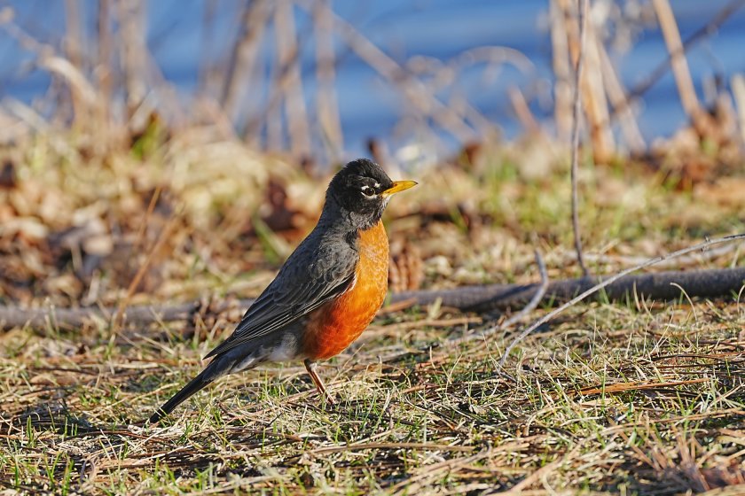 Robin Population Birds at the Riverside Park in Cambridge, ON | DPReview Forums