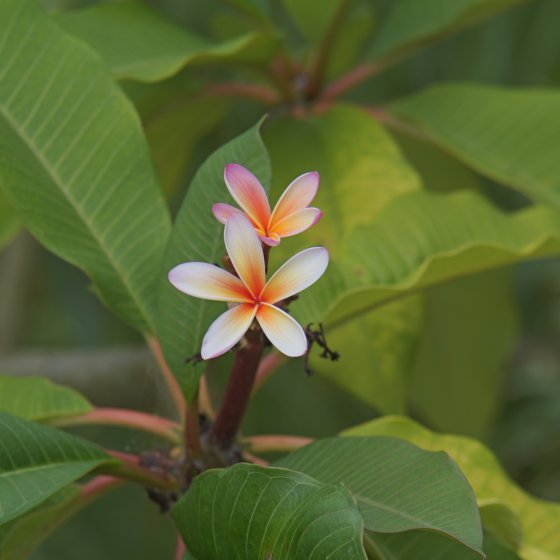 Komura (Sankyo Kohki) 85/1.4 FD Mount | DPReview Forums