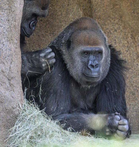 Gorillas in the Dark | DPReview Forums