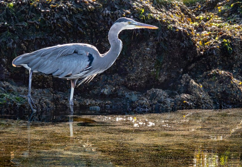 Great Blue Heron Stalking | DPReview Forums