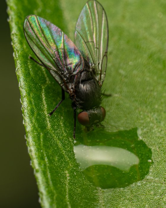 A Mix of Late June Garden Bugs | DPReview Forums