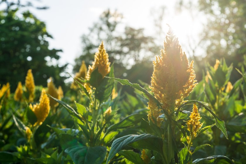 A6000 Sensor banding thread (i suspect its not sensor banding) | Page 3 ...