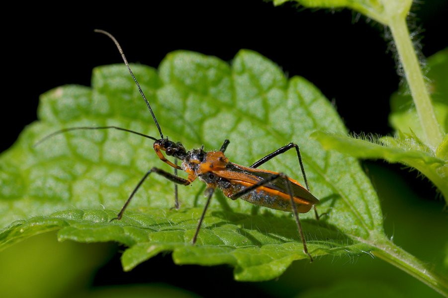 Assassin Bug Rostra Assassin bug and other insects | DPReview Forums
