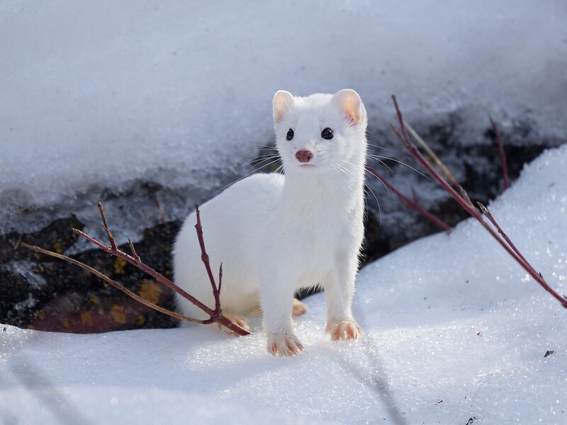 Weasels Chasing Rabbit Weasel and friends | DPReview Forums