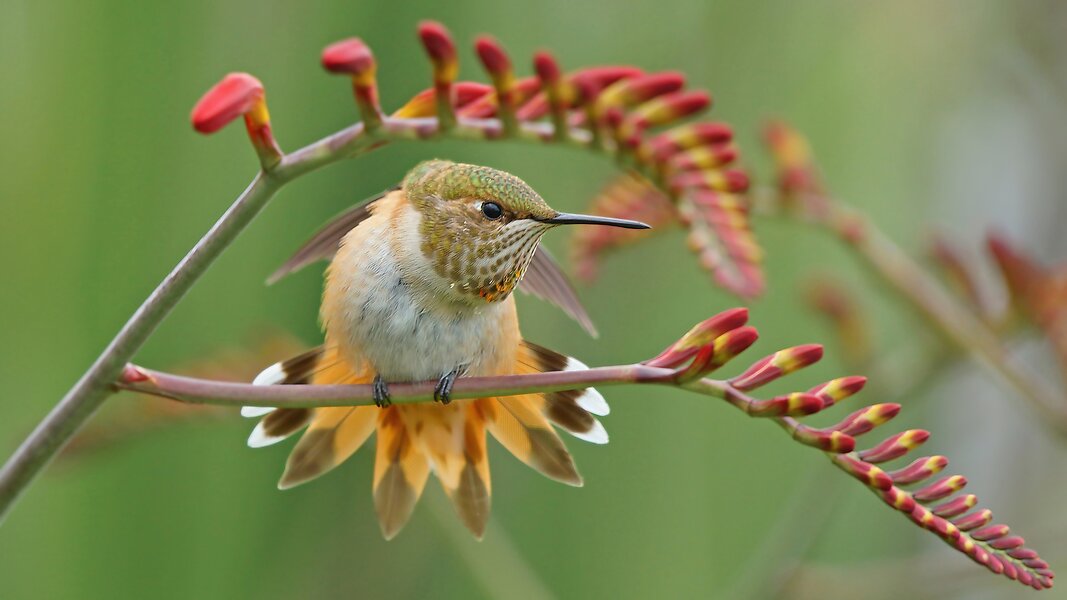 Hummer Fanimal A Beauty and a Cutie! | DPReview Forums