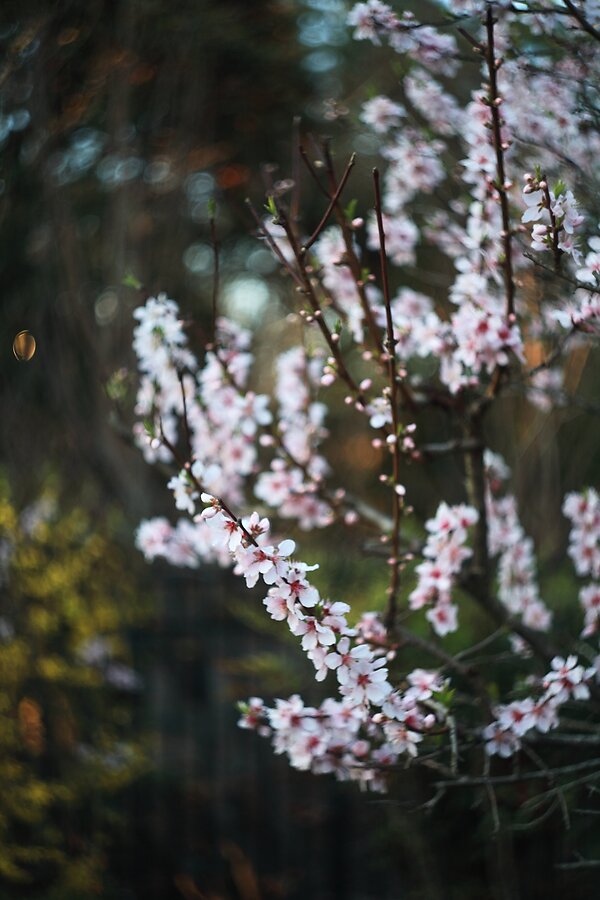 5D and Helios catch some spring shots | DPReview Forums