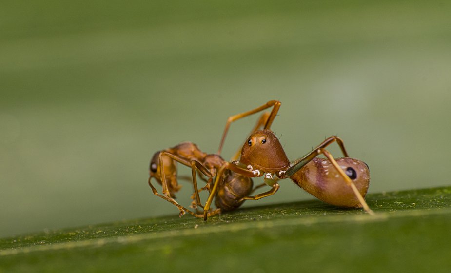Ant mimicking crab spider with prey | DPReview Forums