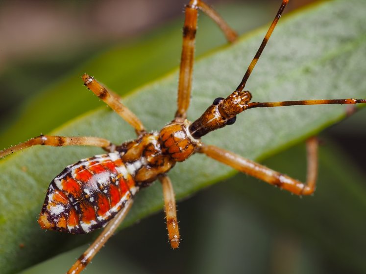 The weirdest bug I've seen in my life - The Queen of All Bugs ...