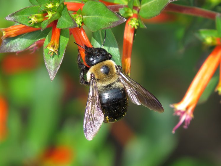 Shoot Insect Best point & shoot for a teenager to shoot insects. | DPReview Forums