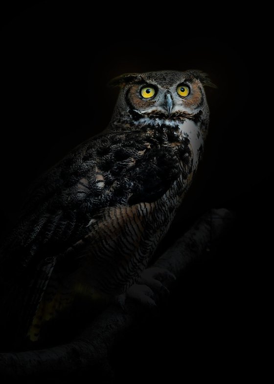 Owl in the dark | DPReview Forums